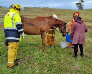 Horse rescue, Tungkillo from Mt Torrens CFS