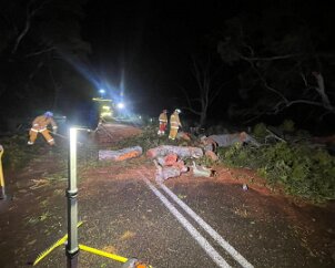 Tree down, Springton from Springton CFS