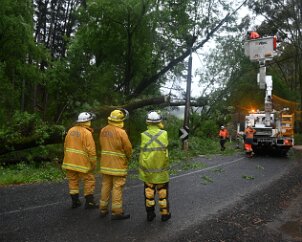 Tree down, Basket Range from Ashley Hosking, CFS Promotions Unit