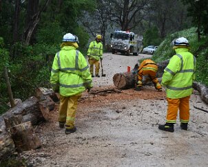 Tree down, Ashton from Ashley Hosking, CFS Promotions Unit