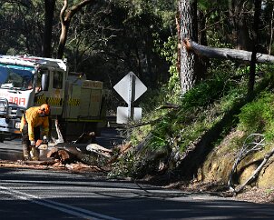 Tree down, Ashton from Pip McGowan, CFS Promotions Unit