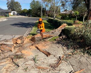Tree down, McLaren Flat from McLaren Flat CFS