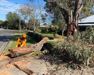 Tree down, Mclaren Flat from McLaren Flat CFS