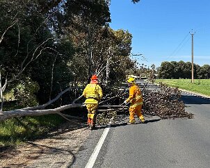 Tree down, Strathalbyn from Strath CFS