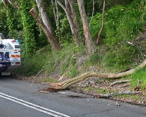 Tree down, Ashton from Ashley Hosking, CFS Promotions Unit