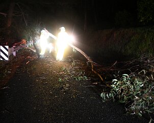 Tree down, Basket Range from Pip McGowan, CFS Promotions Unit