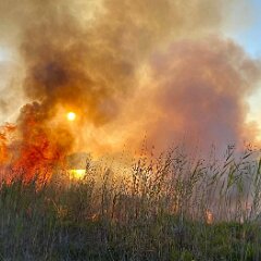 Reeds and grass fire, Wellington East from Cooke Plains CFS