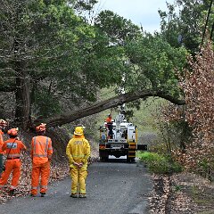 Tree down, Basket Range from Ashley Hosking, CFS Promotions Unit
