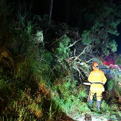 Tree down, Basket Range from Pip McGowan, CFS Promotions Unit