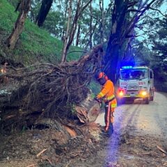 Tree down, Basket Range from Josh Boyce
