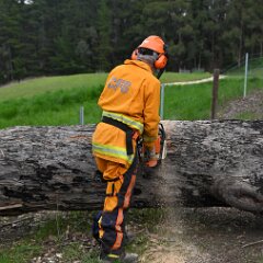 Tree down, Ashton from Pip McGowan, CFS Promotions Unit