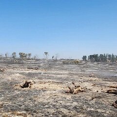 Grass and pine trash fire, Keilira from Beth Warwick