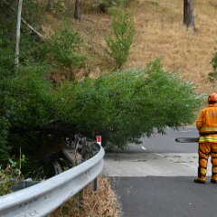 Tree down, Basket Range from Pip McGowan, CFS Promotions Unit
