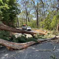 Tree down, Basket Range from Josh Boyce