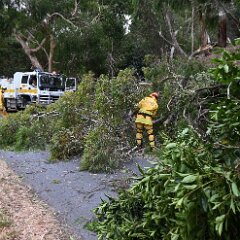 Tree down, Norton Summit from Ashley Hosking, CFS Promotions Unit