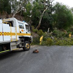 Tree down, Norton Summit from Ashley Hosking, CFS Promotions Unit