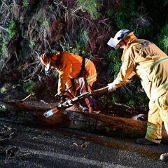 Tree down, Basket Range from Pip McGowan, CFS Promotions Unit