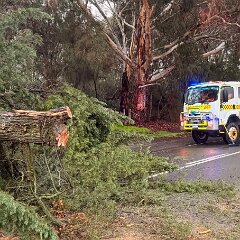 Tree down, Kersbrook from Kersbrook CFS