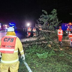 Tree down, Kersbrook from Kersbrook CFS