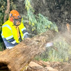 Tree down, Piccadilly from Piccadilly CFS