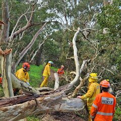 Tree down, Bugle Ranges from Macclesfield CFS