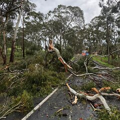 Tree down, Norton Summit from Norton Summit CFS