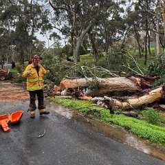 Tree down, Norton Summit from Norton Summit CFS