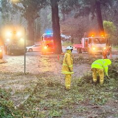 Tree down, Crafers from Piccadilly CFS