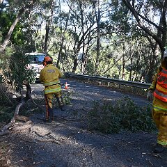 Tree down, Basket Range from Ashley Hosking, CFS Promotions Unit