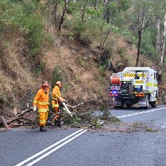 Tree down, Basket Range from Pip McGowan, CFS Promotions Unit