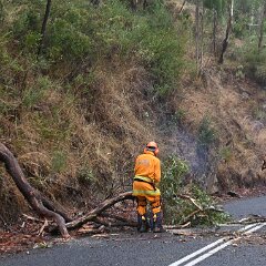 Tree down, Basket Range from Pip McGowan, CFS Promotions Unit