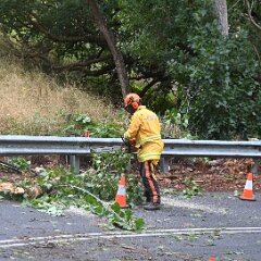 Tree down, Basket Range from Ashley Hosking, CFS Promotions Unit