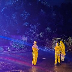 Tree on Powerlines, Nuriootpa from Nuriootpa CFS