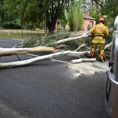 Tree down, Lenswood from Ashley Hosking, CFS Promotions Unit