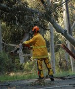 Tree down, Norton Summit