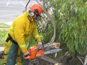 Tree down, Goolwa