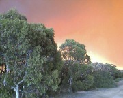 Bushfire, KI