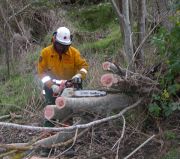 Tree Down, Basket Range