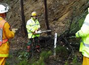 Tree Down, Carey Gully