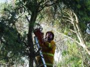 Tree Down, Lenswood
