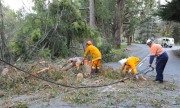 Tree down, Basket Range