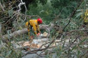 Tree down, Basket Range