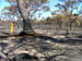 west coast fires black tuesday 080