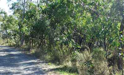 Bushland in the Adelaide hills