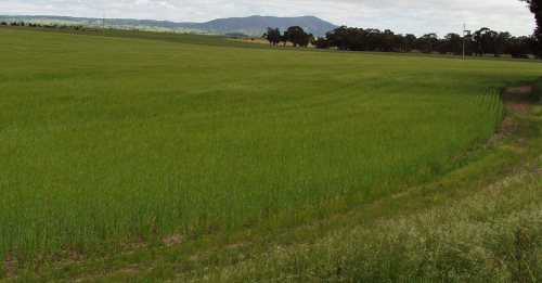 A grain crop in the State's Mid North
