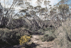 Mallee Scrub near Murray Bridge