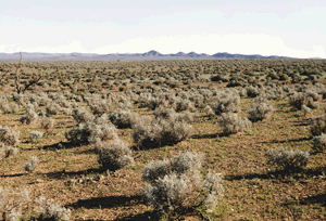 Scrublands in Northern Australia