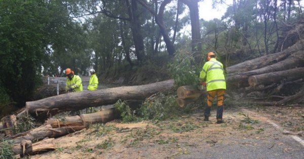 Tree down incident