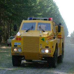Mount  Burr Forest B34